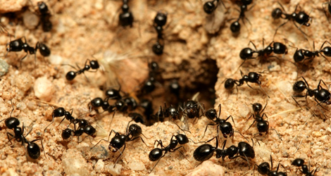 Ant Infestation Removal & Control in Guelph