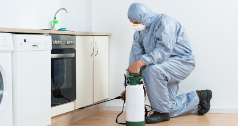 Bed Bug Extermination, Removal, & Control in Guelph