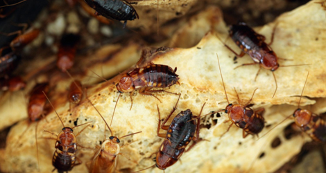 Cockroach Removal & Extermination Services in Guelph