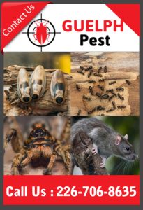 Contact Guelph Pest Control