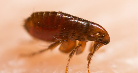 Fleas Removal