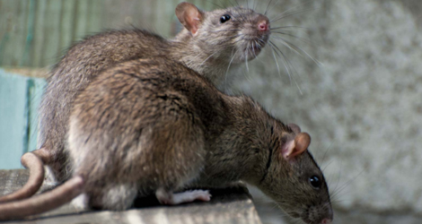 Rat Extermination & Control in Guelph