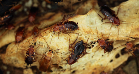 cockroach-infestation-try-roch-control-recommendations