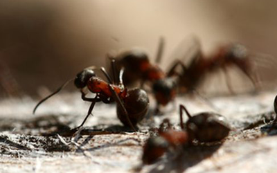 8 Proven Tips To Prevent An Ant Infestation 