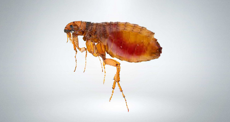 Fleas-&-Ticks--Prevent