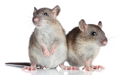 Top 3 Reasons Why You Need Rat And Mice Control Specialists
