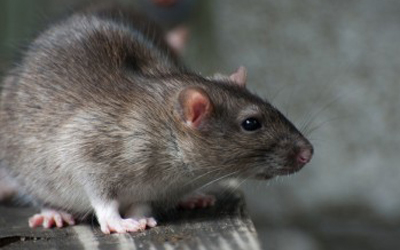 3 Smart Tips To Keep You Pantry Pest Free